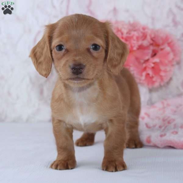 Brianna, Dachshund Puppy